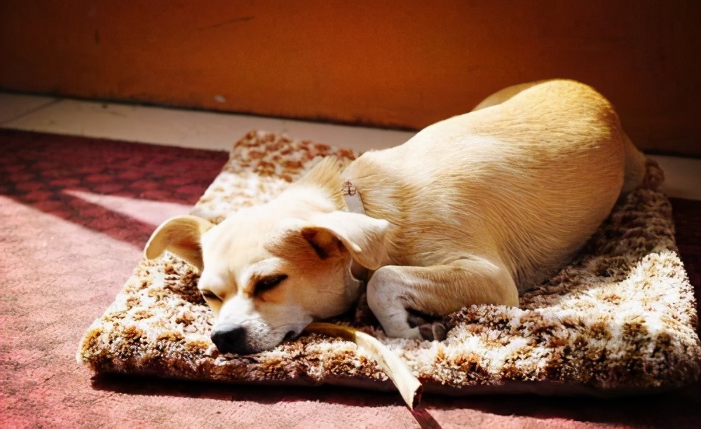 狗狗分不清自己性别怎么办,狗狗分不分性别
