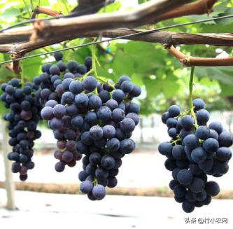 创业养殖农作物,有什么赚钱的农业种植项目