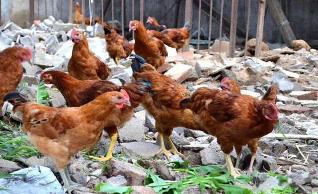 鸡的眼睛瞎了用什么药,养殖鸡眼睛肿瞎是什么原因