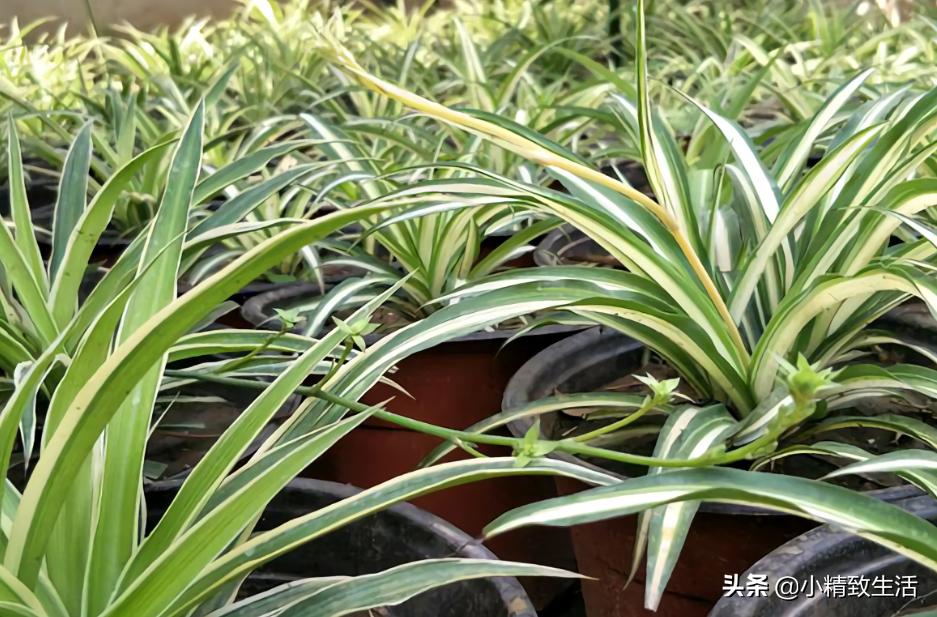 吊兰绿植盆栽黄叶怎么办,养了一年的吊兰爆盆了怎么修剪