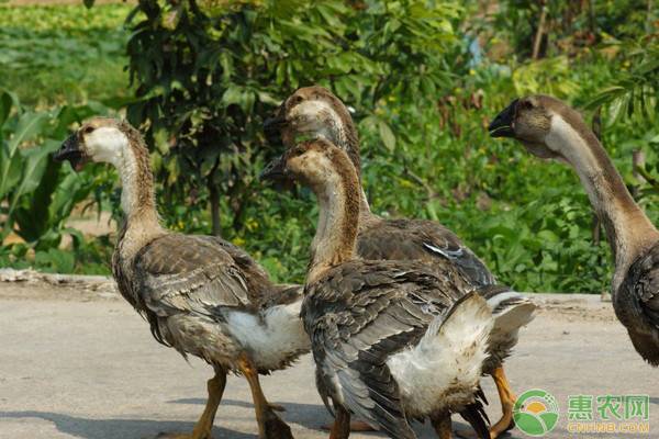 冬季养母鹅技术,小鹅7天后应该怎么饲养管理
