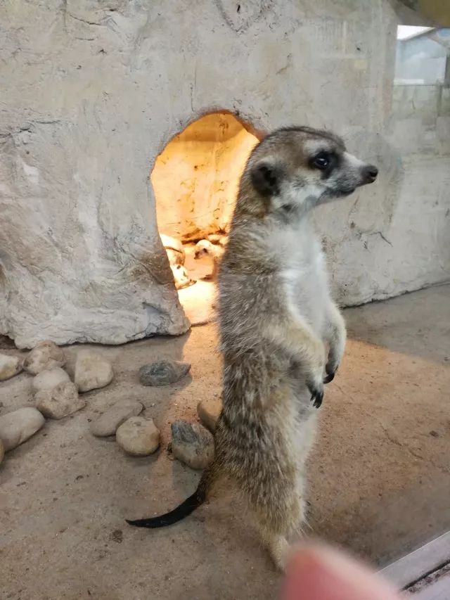 在上海迪士尼怎么玩比较快呢,在上海迪士尼玩一整天