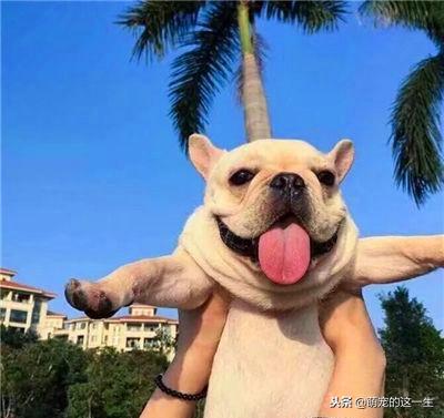 家里狗叫吵到邻居怎么办,狗子乱叫太吵怎么办