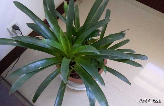 龙血树扦插后叶子发黄,龙血树叶子发黄怎么办啊