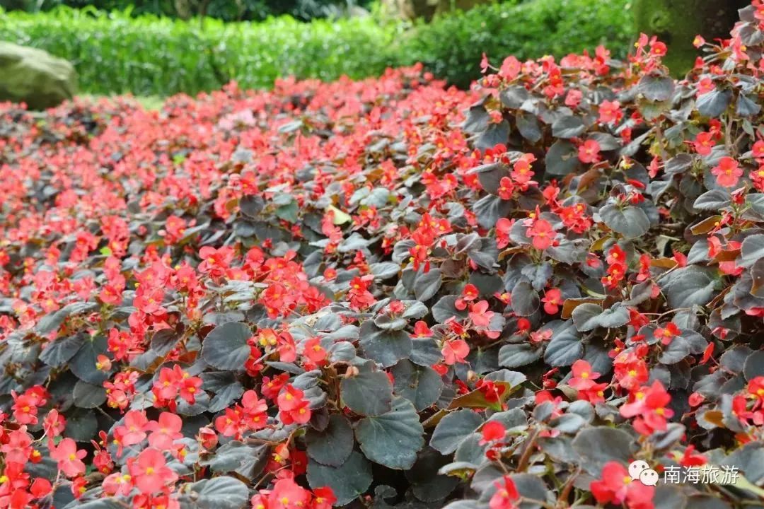 南海惊现“四月雪花”，漫山遍野桐油花开，美呆了！