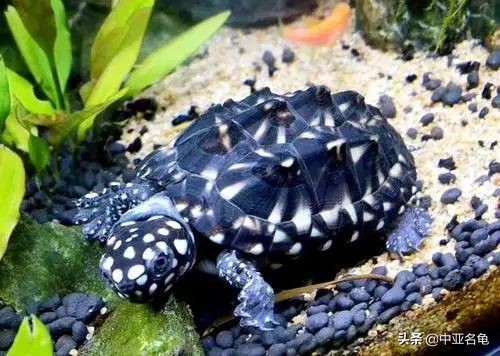 新手养龟快速入门教程,石金钱龟冬天怎么养新手必看