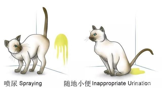 怎么帮猫咪排尿,猫咪排尿最快的药