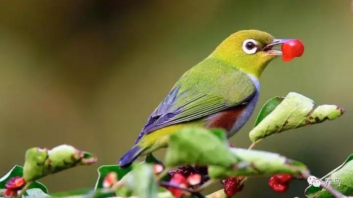 绣眼的正确喂养方法,野生的绣眼怎么喂养