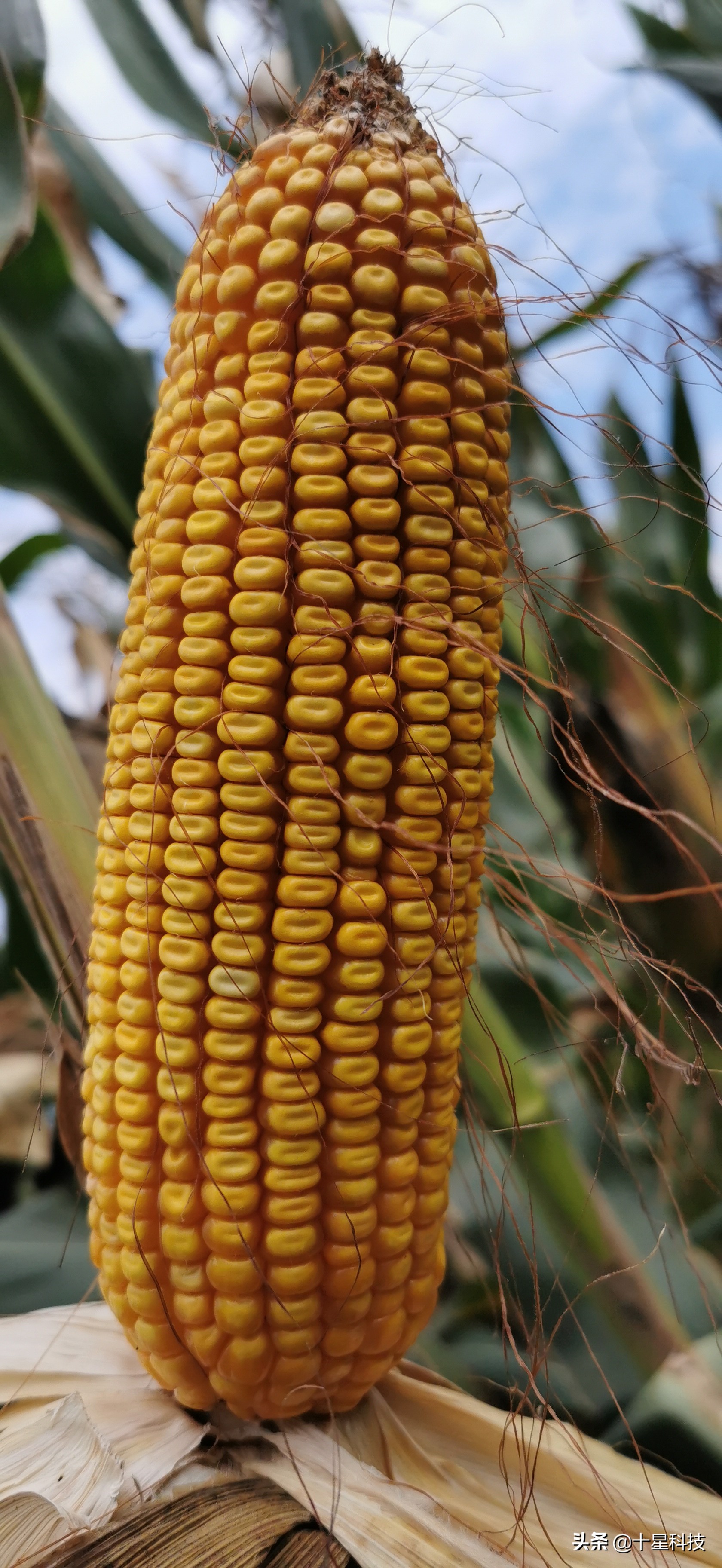 玉米密植高产还是稀植高产,玉米品种稀植品种有哪些