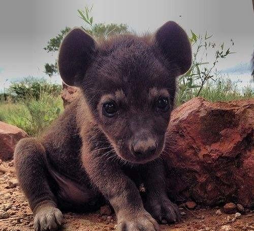 十大恐怖的动物小时候有多可爱,世界上最无所畏惧的动物平头哥