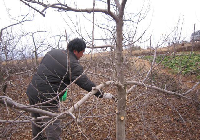 苹果小卷叶蛾怎么治疗,苹果小卷叶蛾的防治方法