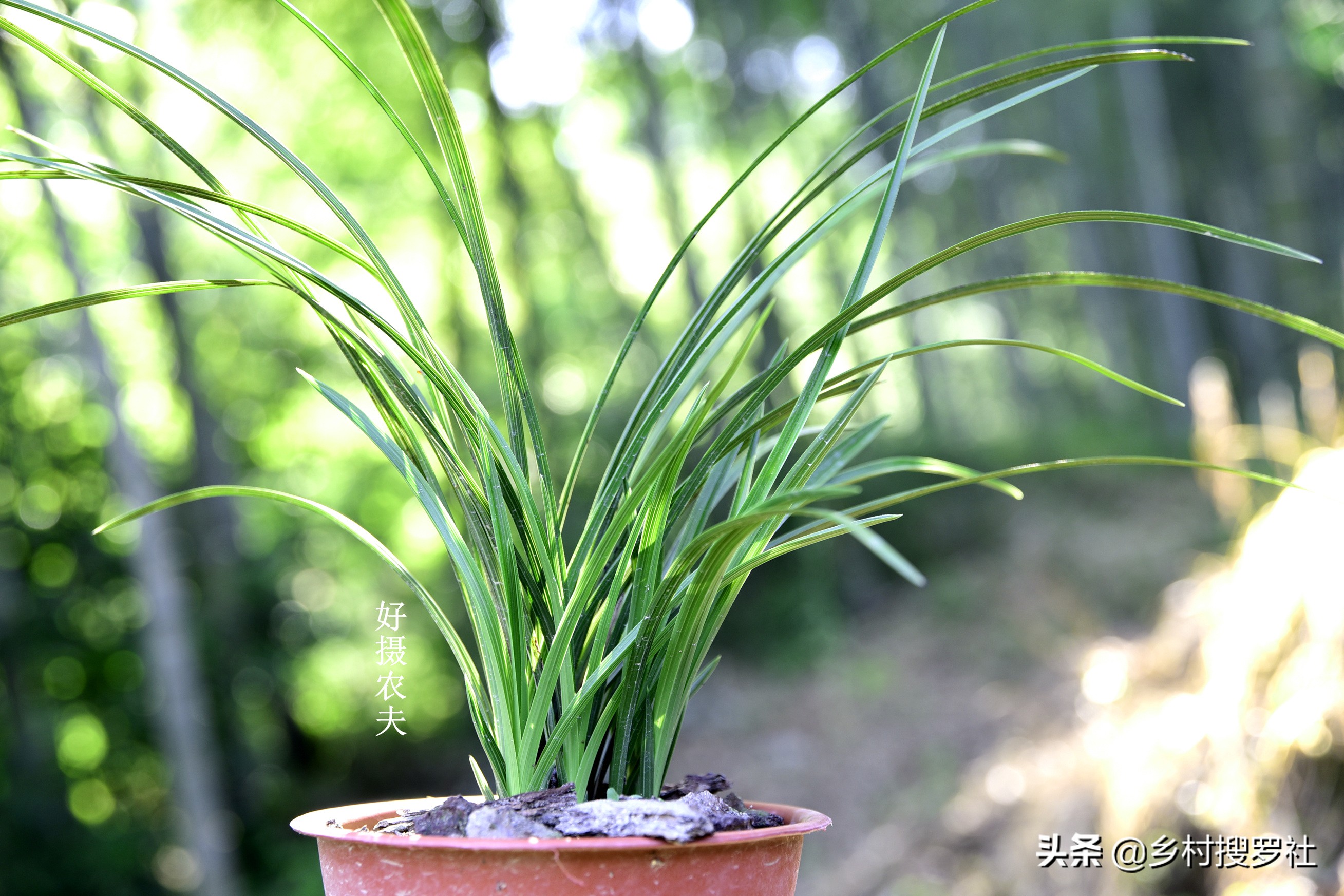 兰花出花苞冬季怎么管理和养护,新种带花苞的兰花为什么会消苞