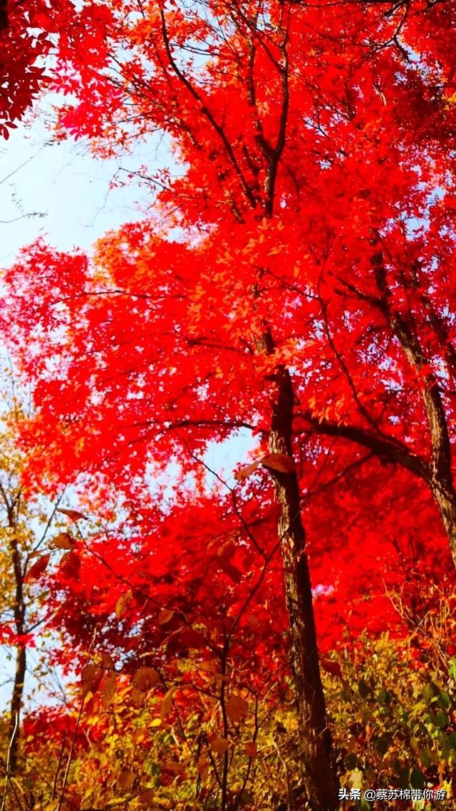 本溪赏枫攻略,本溪赏枫景区