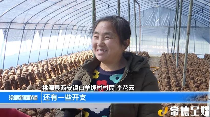 桃源西安镇有黄桃，有锥栗，还有扶贫车间，老百姓安居乐业