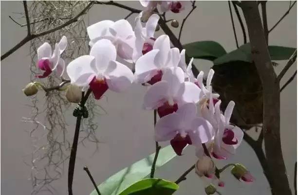 极品中的精品兰花,带你回忆天价兰花蕙兰篇