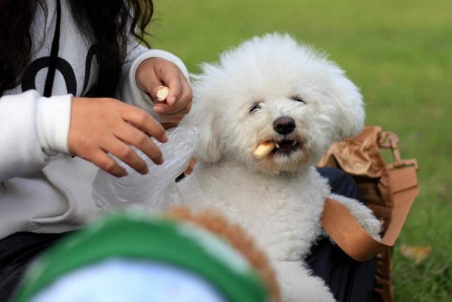 有人说泰迪是最烦人的狗狗,养泰迪犬的十大坏处