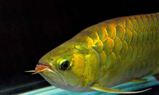 活化石对龙鱼有什么好处,龙鱼的活化石图片