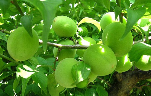 茶叶基地种植技术,6亩茶叶种植技术