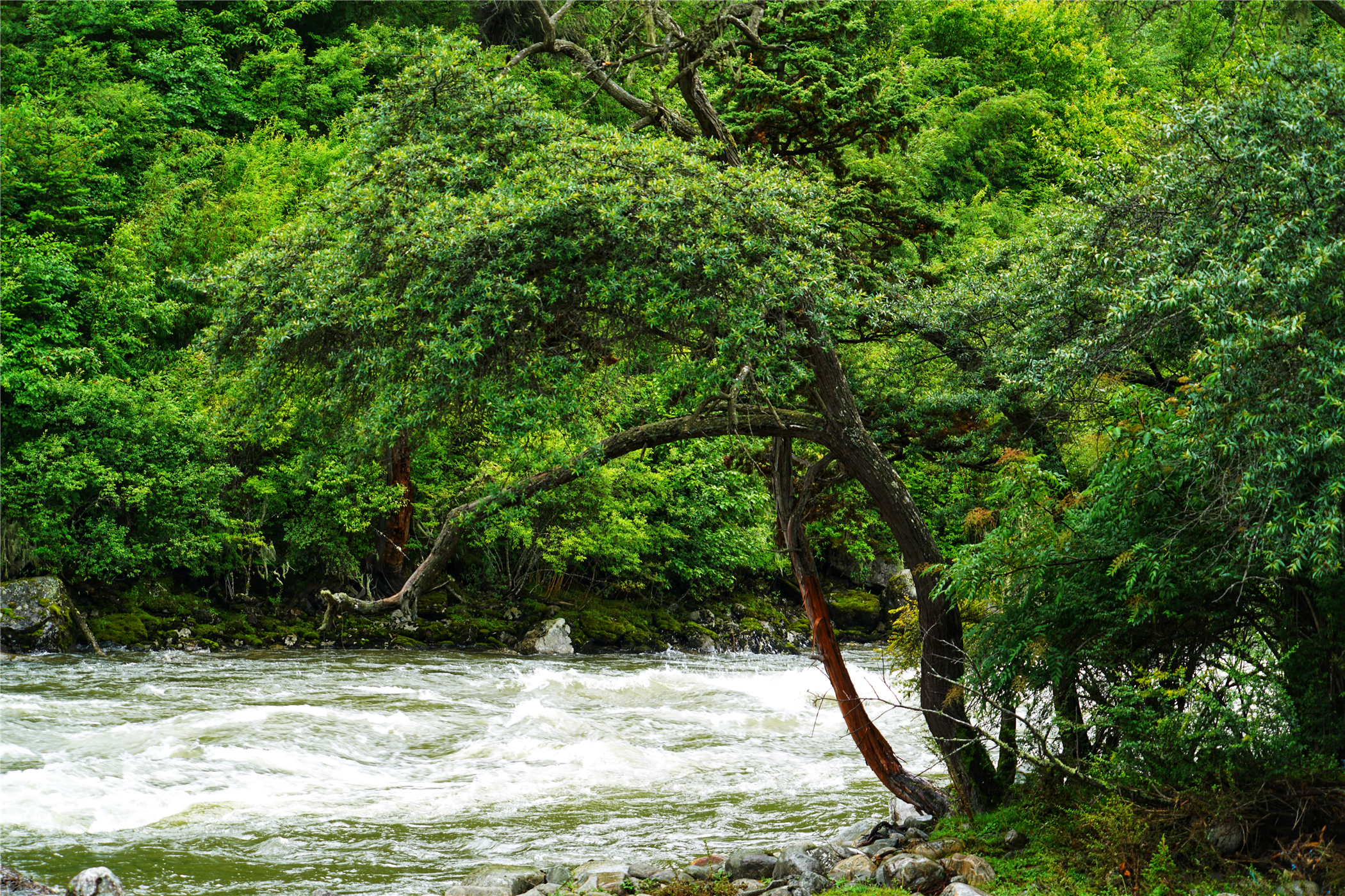 西藏林芝原始森林海拔多高,世界海拔最高原始森林