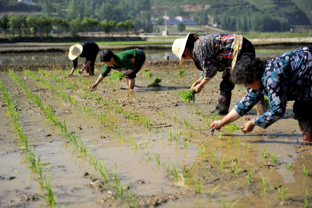 农村插秧干农活真实生活,农村插秧的真实生活
