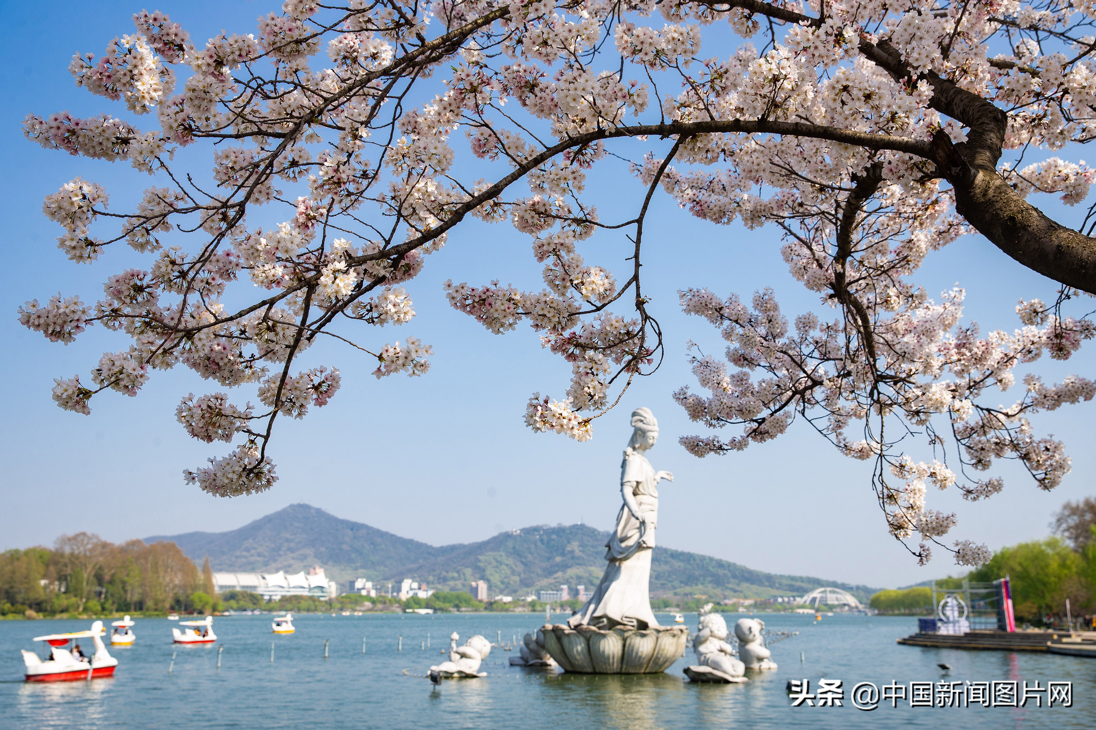 南京珍珠河两岸樱花烂漫,江苏南京樱花烂漫春意浓