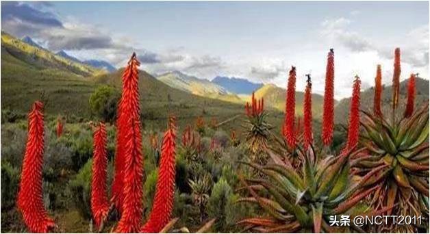 开普芦荟长多高,开普芦荟盆栽