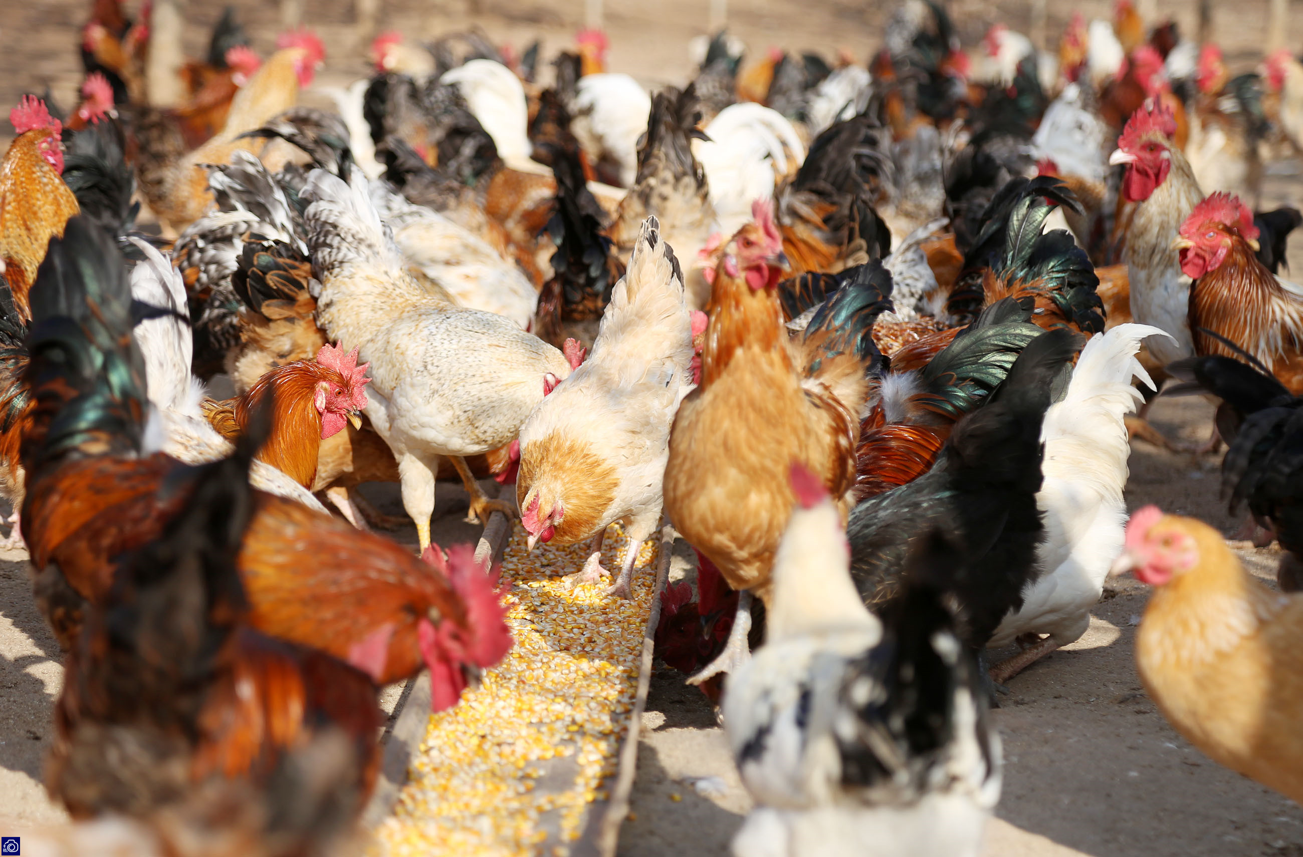 农村小伙养鸡仅用三招年赚百万,农村小伙子养鸡年收入240万你信吗