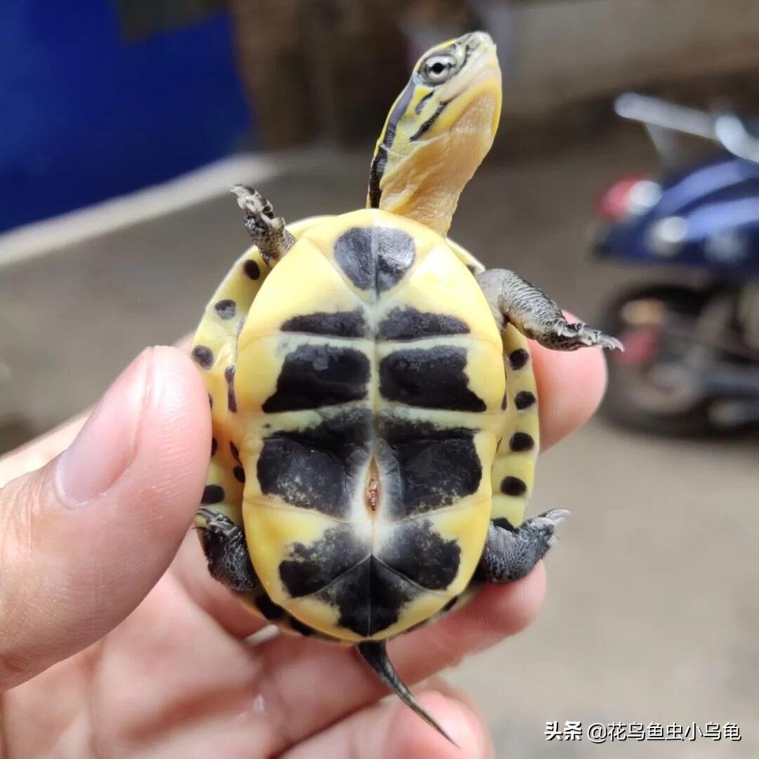 新手养乌龟如何让乌龟吃龟粮,乌龟怕冷吗冬天怎么养乌龟