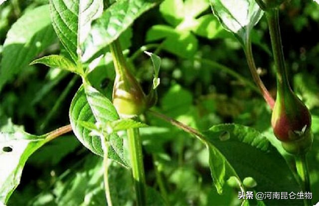 种植药材牛膝打什么药,牛膝种植用什么农药效果好