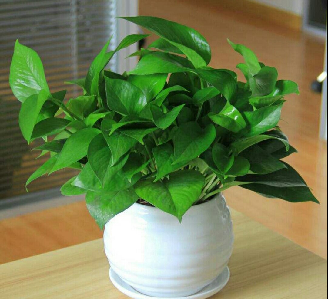 水培养花养鱼新手技巧图解,水培养花知识大全与技巧