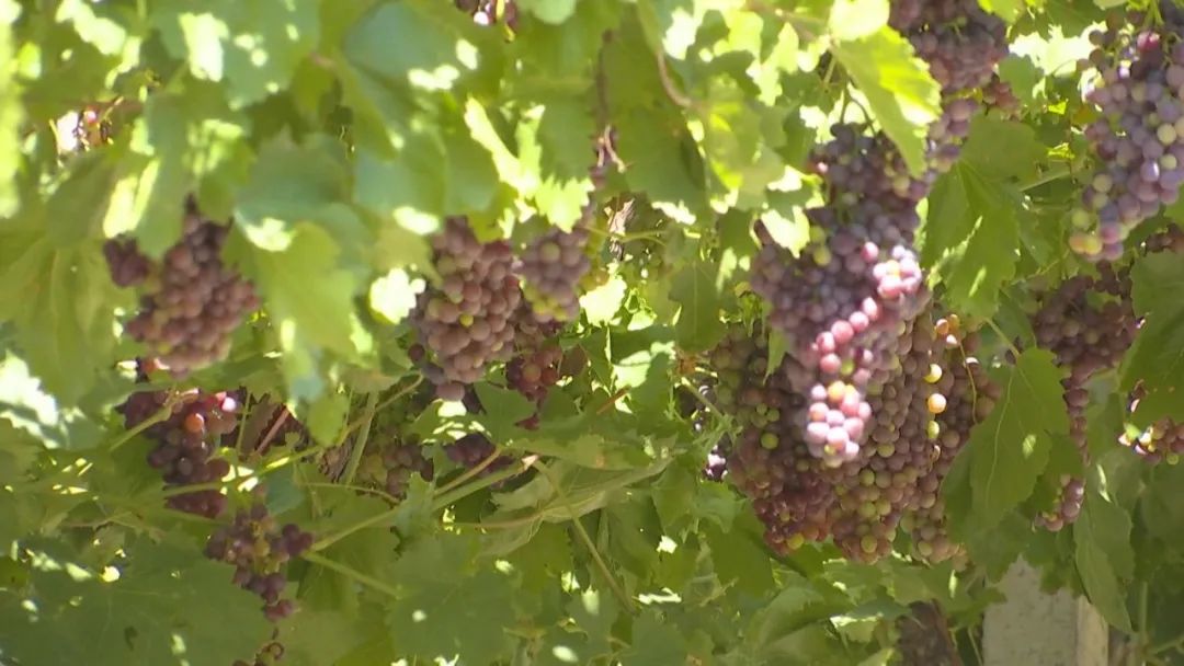 凤凰桥树莓采摘,春天到树莓采摘