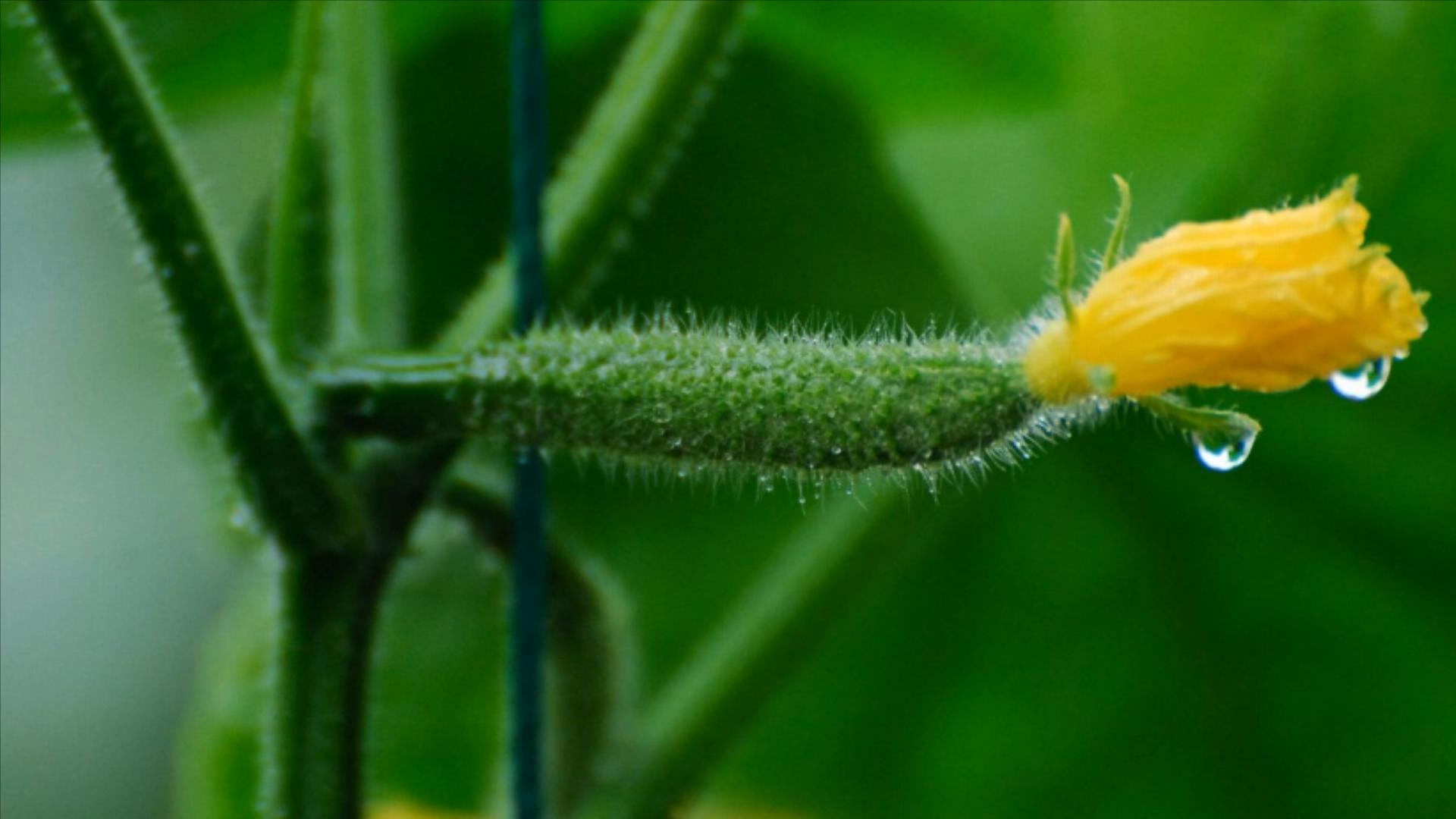 黄瓜打没打药,黄瓜打激素位置图解