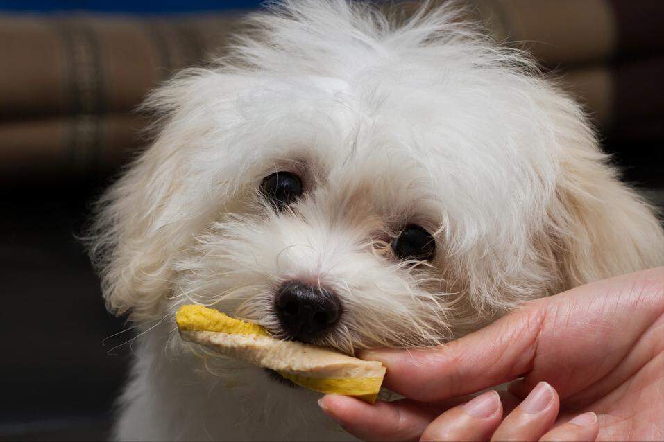 狗狗唤回训练的方法,训练狗狗叫的方法