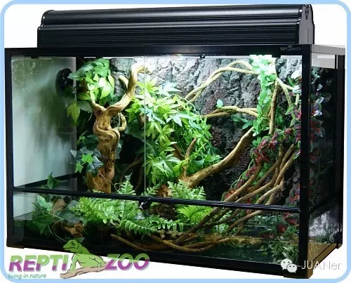 高冠变色龙饲养箱玻璃,高冠变色龙使用注意事项