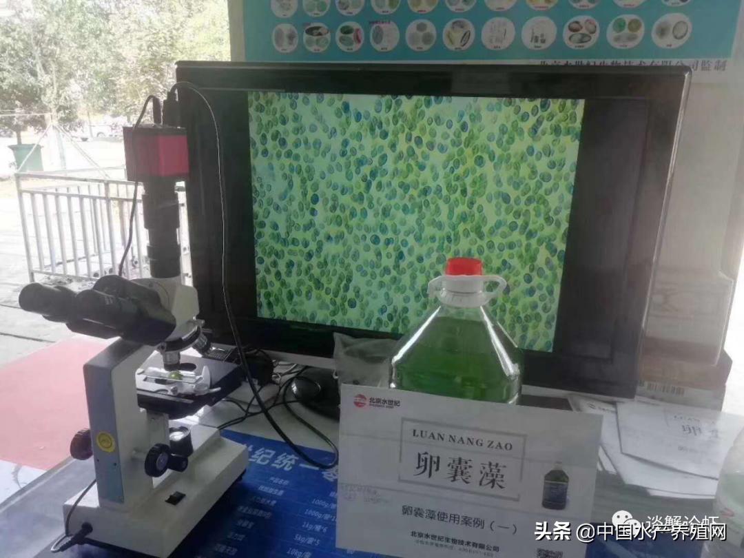 养殖螃蟹塘杀蓝藻要不要解毒,养殖塘口蓝藻的处理方法是什么