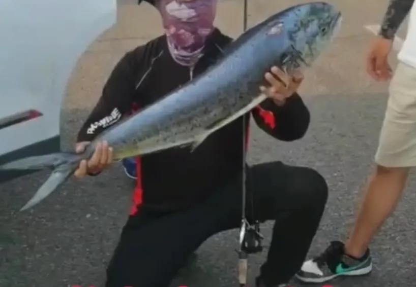 潍坊北海发现鬼头刀鱼是咋回事,潍坊北海鬼头刀