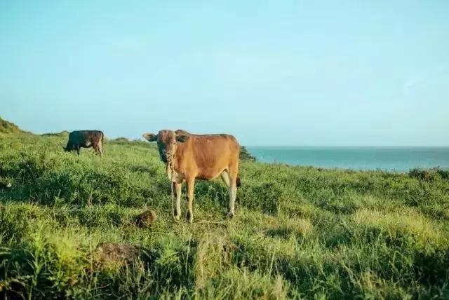 福建小垦丁镇海角图片,镇海角小垦丁视频素材