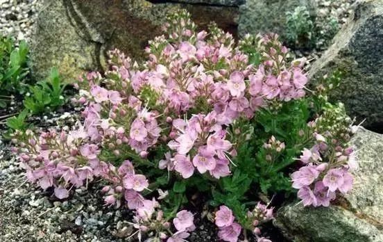 岩石花园景区,岩石园常用花卉