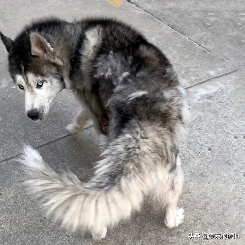 流浪哈士奇偷吃狗粮,哈士奇被饿骨瘦如柴