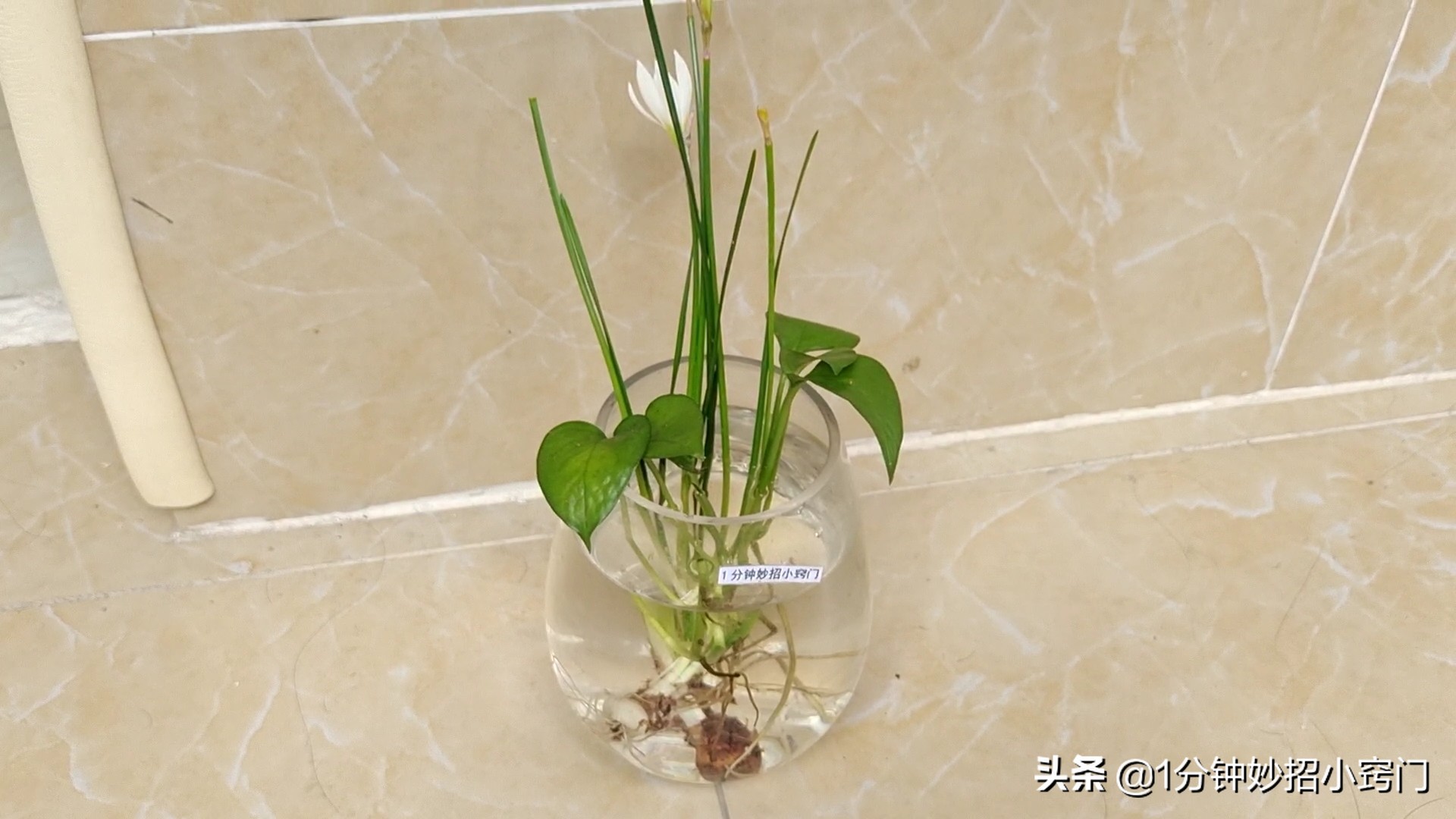 家里摆放绿萝这4个位置不能放,大绿萝摆放十大禁忌