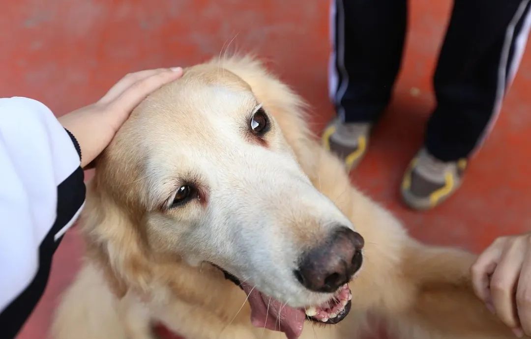 为什么有的金毛很黑,金毛为什么那么烦人