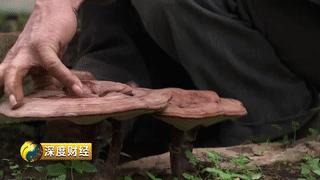 能发家致富的植物,能发家致富的草