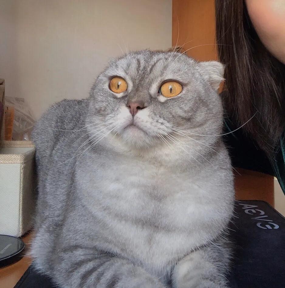 闲鱼领养了折耳母蓝猫,在闲鱼上领养猫咪是真的吗