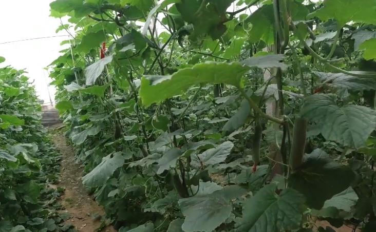 农作物叶面喷肥的危害,叶面肥喷的次数多了有药害吗