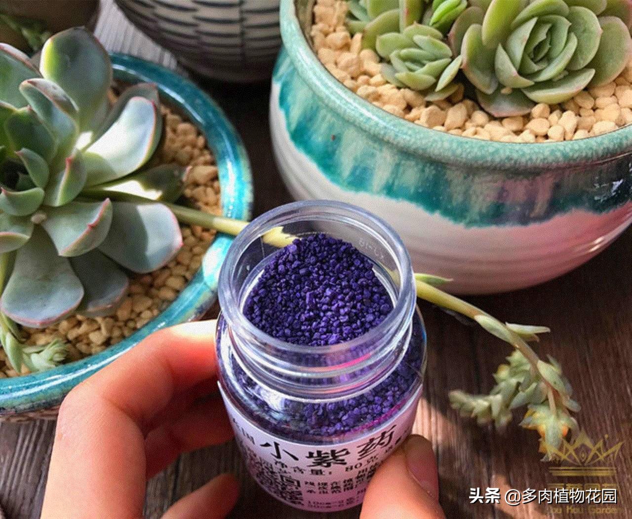 花卉招了小飞虫不用怕,这样处理,飞虫不见了