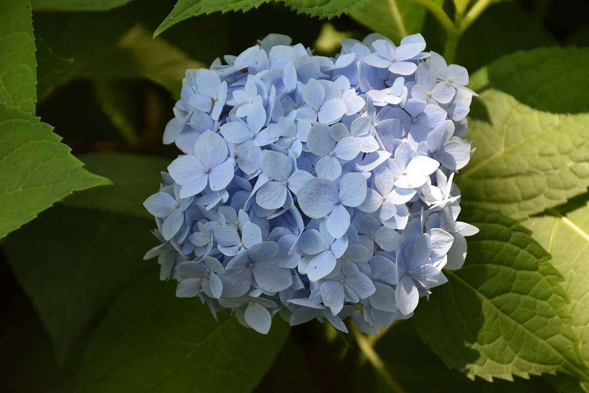 网购收到的绣球应该怎么养护,网购绣球几天可以调色