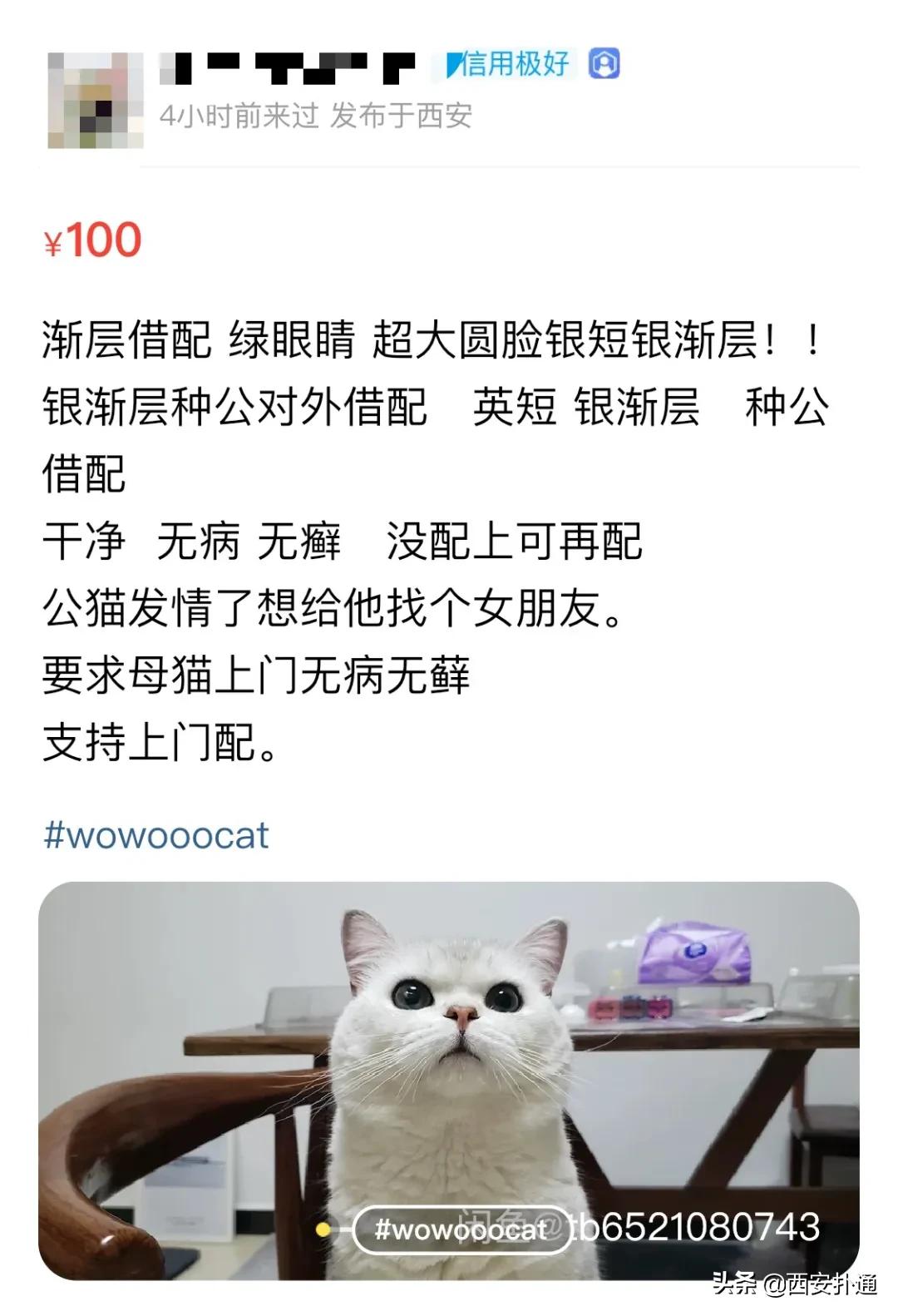 给狗相亲，代吃代喝...西安人在闲鱼上到底在卖啥？