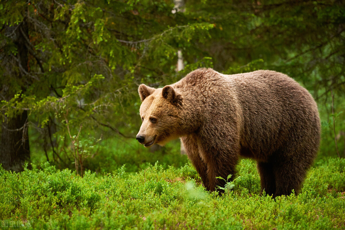 老兵掉土洞险被黑熊咬死,黑熊被人乱棍打死
