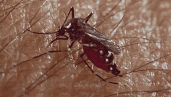 世界上最危险的五种动物第一名,看起来可怕却并不危险的动物