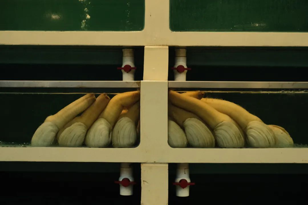 中国蚝哪里好吃,吃蚝必选之地